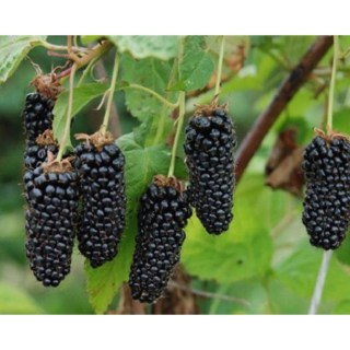 1686226921_klau-club-p-yezhevika-kolambiya-pinterest-3