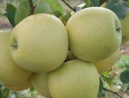 1785532035_w640_h640_yablonya-golden-delishes