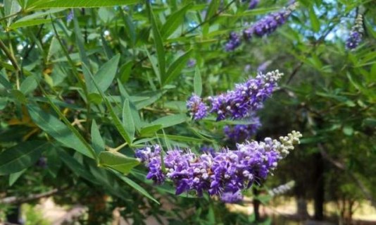 181fd9e570239ab3144e4bb4cde9fbc2