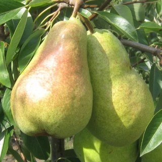 1857707720_w640_h640_grusha-abbat-fetel