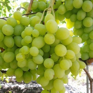 1868053985_w640_h640_sazhentsy-vinograda-valek