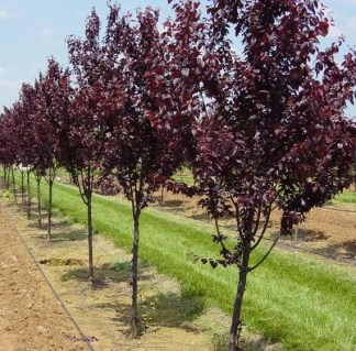 1919858601_w640_h640_sliva-pissardi