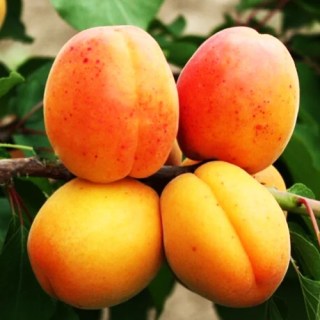 Абрикос Аврора [2-летний с открытой корневой системой]