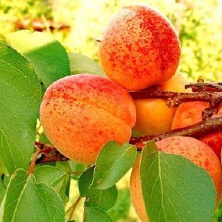 1931357183_w640_h640_sazhentsy-abrikosa-monastyrskij