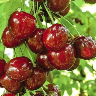 1932769485_w640_h640_1932769485