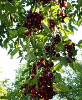 Черешня Валерій Чкалов [2-річна з відкритим коренем]