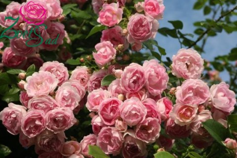 1c5509706116c3bd7744dc5343ec6444