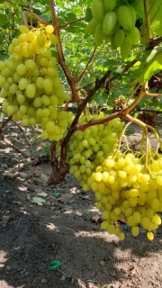 20190816_1057439d91d550a5f39821fd8a2878ca1f02c5