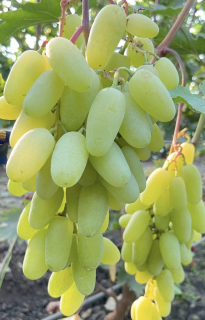 2023-07-28_в_13.36.54