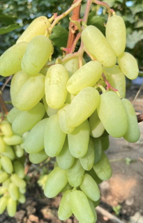 2023-07-28_в_13.37.01