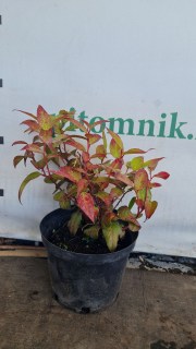 Реальні фото Леукотое Зебонард Ловіта