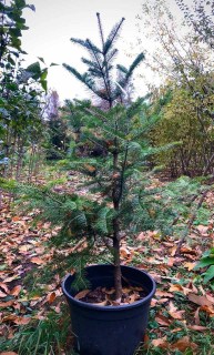 Реальне фото саджанця в контейнері 10л. 150см