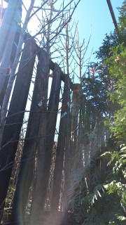 Реальні фото Клена 230-250см, контейнер