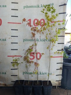 Реальні фото Сангокаку 40-50см, 90-110см.