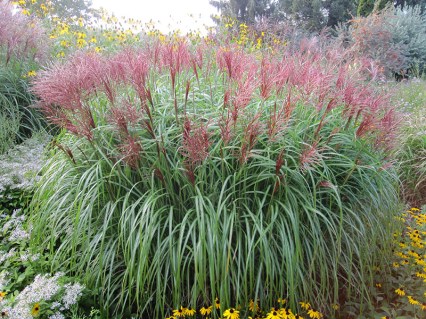 Мискантус китайский Ред Чиф (Miscanthus sinensis Red Chief)