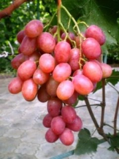 Виноград Анюта