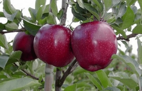 2053905480_w640_h640_yablonya-top-red