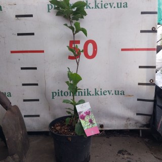 Реальне фото саджанця 60-80см.