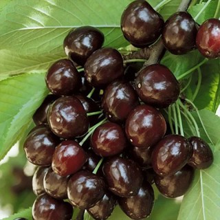 2142316718_w640_h640_chereshnya-kordiya-p