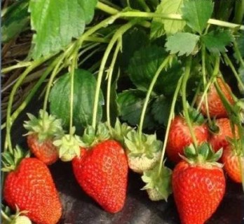 21561435_w640_h640_klubnika-san-andreas