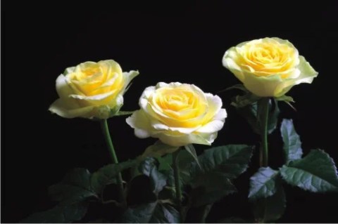 2191792918_w640_h640_sazhentsy-roz-ilios