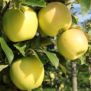 2221373127_w640_h640_yablonya-grinslivz-1-letnyaya