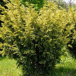 2375322194_w640_h640_tis-yagodnyj-05