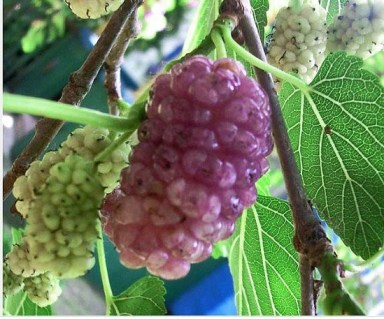 Шовковиця сорт «Рожева крупноплідна»