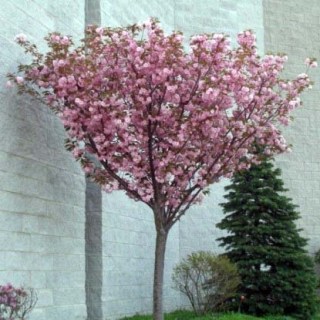 Сакура мелкопильчатая Royal Burgundy (на штамбе)