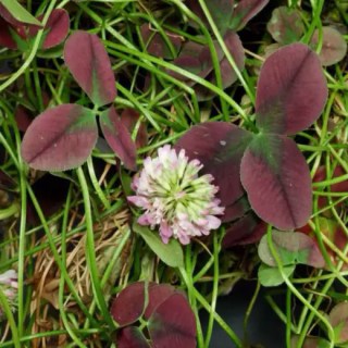 27bbd2ef4d931ef19cbd46d9bf77dc0e