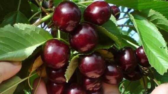 Черешня Світхарт (Swetheart)