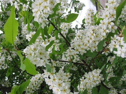 2ce7eb7a56b8ba603b08e5e06b621cfc_i-7939