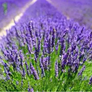 3089127708_w300_h300_lavanda-uzkolistnaya-richard