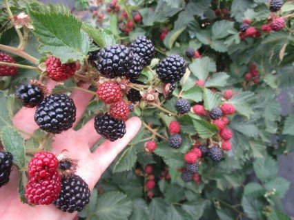 313578199_sazhentsy-ezheviki-sort