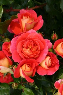 31c55bd9f705530657d83f94bdb3bac2