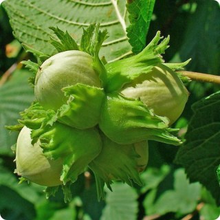 Фундук Барселонский [2-летний с открытой корневой системой]