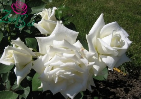 342080279_w640_h640_342080279