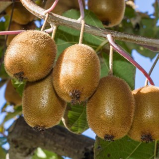 Ківі Дженні (Actinidia deliciosa Jenny)