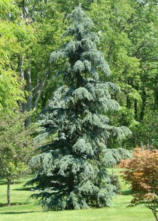 Кедр гімалайський Карл Фукс (Cedrus deodara Karl Fuchs)