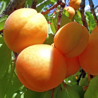 Абрикос Ананасовый Цюрупинский [1-летний с открытой корневой системой]