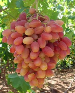 Виноград Ксения (Анжелика)