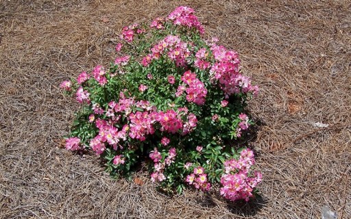 4458-Pink-Drift-Rose