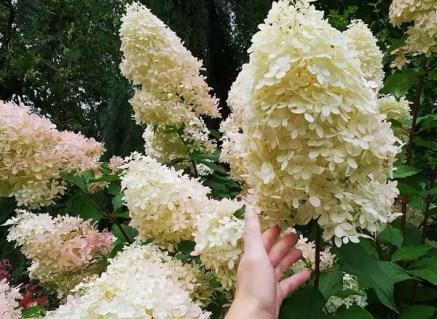 4664519218_w600_h600_4664519218