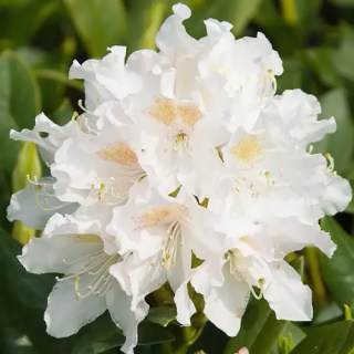 4684934612_w640_h640_rododendron-nene-sazhentsy