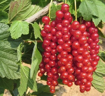 471639962_w640_h640_smorodina-krasnaya-sort