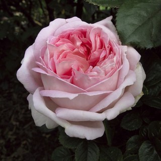 49f72db03bbe0c959bcf4b9a034f3b94