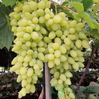 4bd56bd103ff22e21f619e3a1d1d950d