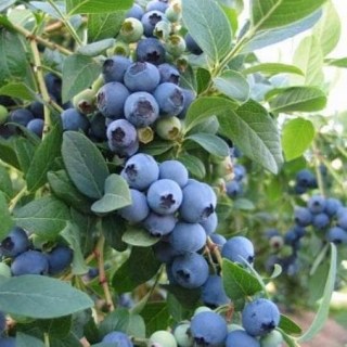 Голубика Эллиот [1-летняя, контейнер 0.5л]