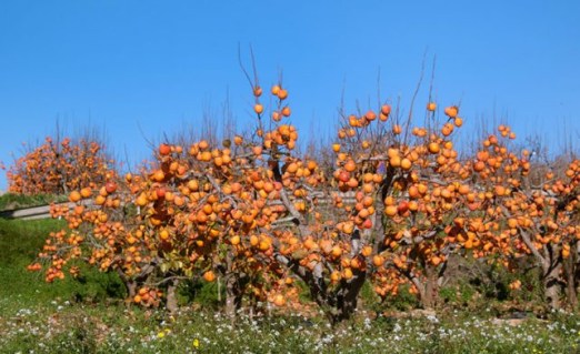 4ea1511e9461544d367fb359c662fc1a-642x393