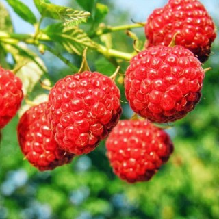 Малина Октавия